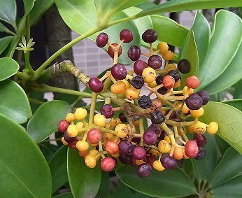 カポックの実 美味 有毒 バオバブの夢 Dream Of Baobab